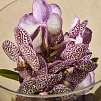 Орхидея Ванда контрастная